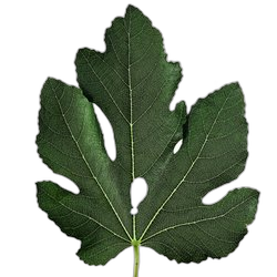 Fig Leaf